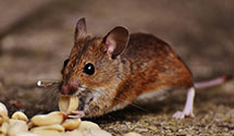forensic-pest-control-crime-scene-infestation-management Experts in Kantz